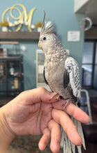 Load image into Gallery viewer, White Faced Cockatiel Babies
