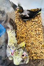 Load image into Gallery viewer, Cockatiel Babies
