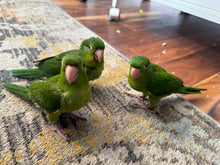 Load image into Gallery viewer, Mexican Green Conure Babies
