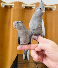 Load image into Gallery viewer, White Faced Cockatiel Babies
