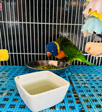 Load image into Gallery viewer, Hybrid Swansons/Rainbow Lorikeet Baby
