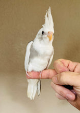 Load image into Gallery viewer, White Face / Cream Face Cockatiel Babies
