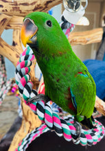 Load image into Gallery viewer, Male Solomon Island Eclectus Baby
