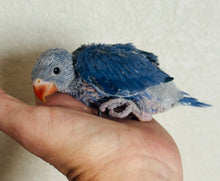 Load image into Gallery viewer, Indian Ringneck Parakeet Babies
