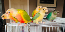 Load image into Gallery viewer, Green Cheeked Conure Babies
