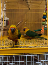 Load image into Gallery viewer, Jenday Conure Babies
