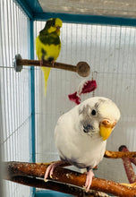 Load image into Gallery viewer, Tame Budgie Pair
