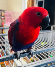 Load image into Gallery viewer, Female Solomon Island Eclectus Baby
