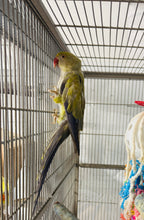 Load image into Gallery viewer, Adult Indian Ringneck Pair
