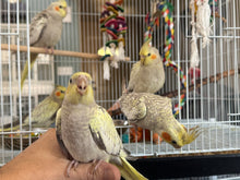 Load image into Gallery viewer, Cockatiel Babies
