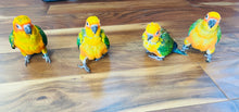 Load image into Gallery viewer, Baby Sun Conures
