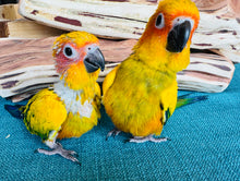 Load image into Gallery viewer, High Yellow Baby Sun Conures
