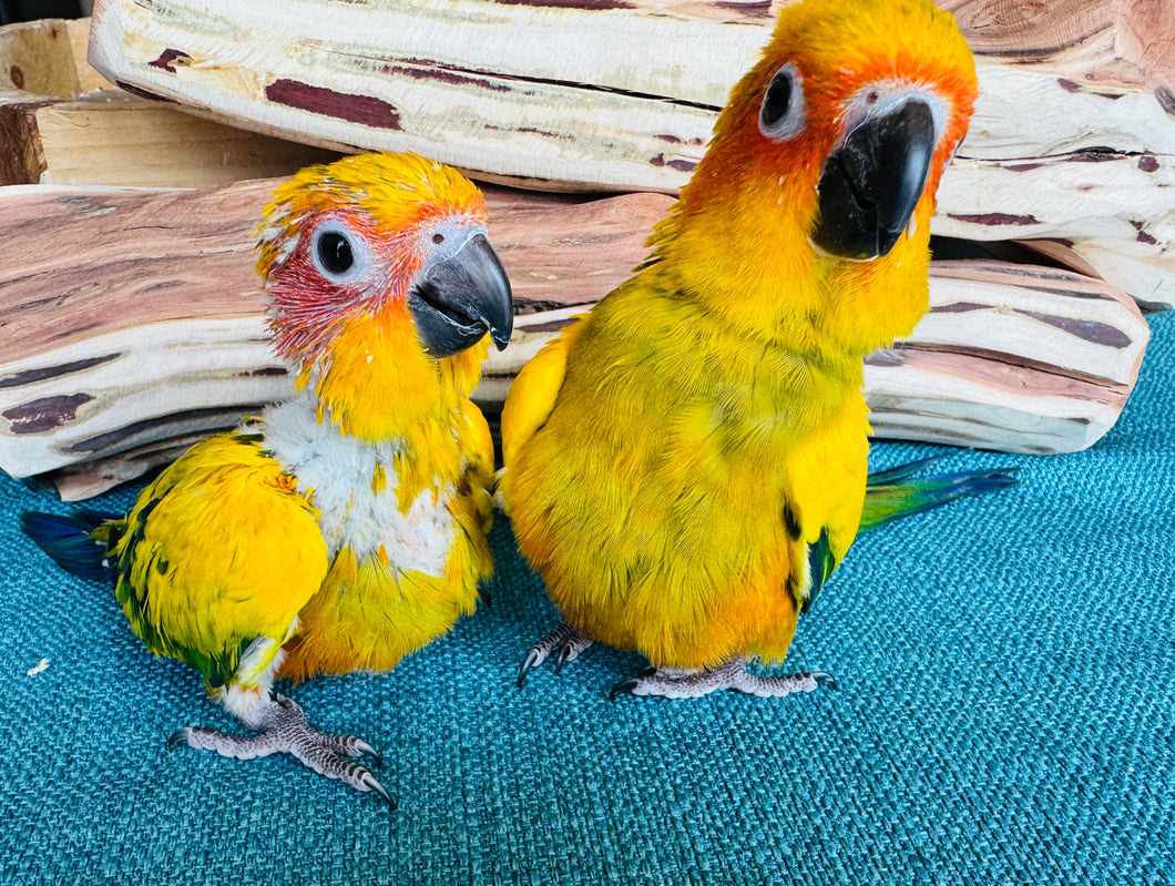 High Yellow Baby Sun Conures