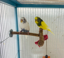 Load image into Gallery viewer, Tame Budgie Pair
