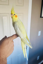 Load image into Gallery viewer, Cockatiel Babies
