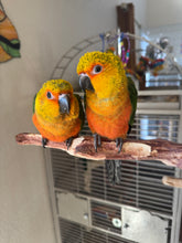 Load image into Gallery viewer, Jenday Conure Babies
