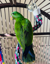 Load image into Gallery viewer, Male Solomon Island Eclectus Baby
