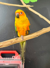 Load image into Gallery viewer, Sun Conure Babies
