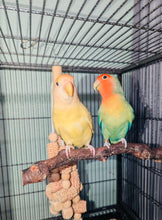 Load image into Gallery viewer, Peach-Faced Lovebird Breeding Pair
