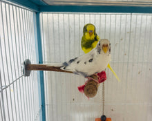 Load image into Gallery viewer, Tame Budgie Pair
