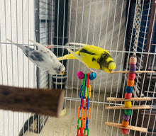 Load image into Gallery viewer, Tame Budgie Pair

