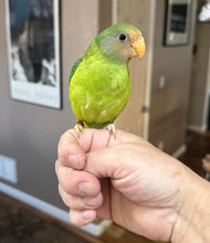Load image into Gallery viewer, Plum Headed Parakeet Babies
