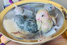 Load image into Gallery viewer, Parrotlet Babies

