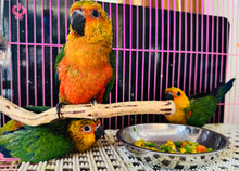 Load image into Gallery viewer, Jenday Conure Babies
