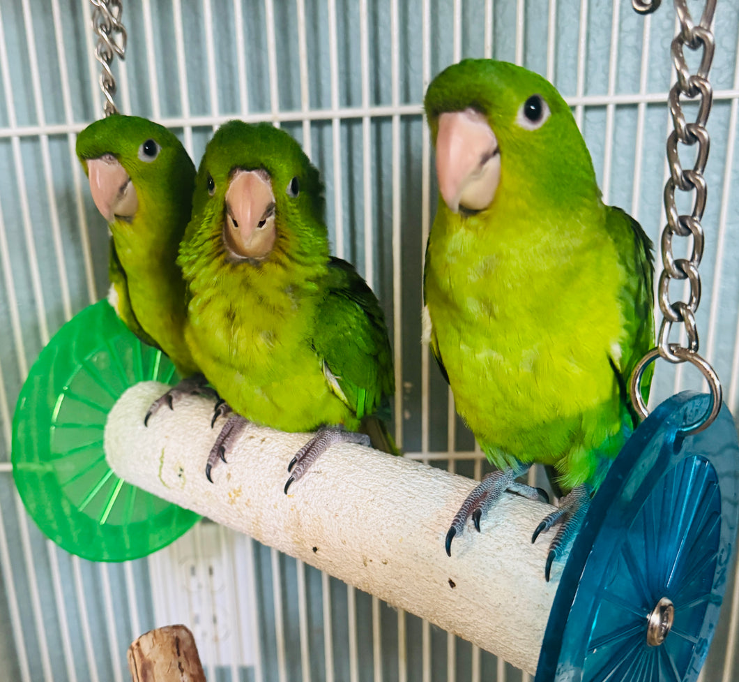 Mexican Green Conure Babies