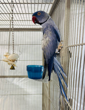 Load image into Gallery viewer, Adult Indian Ringneck Pair
