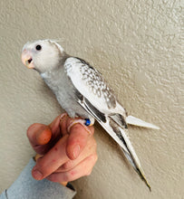 Load image into Gallery viewer, White Faced Cockatiel Babies
