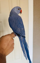 Load image into Gallery viewer, Indian Ringneck Parakeet Babies

