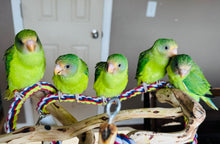 Load image into Gallery viewer, Plum Headed Parakeet Babies
