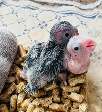 Load image into Gallery viewer, Parrotlet Babies
