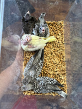 Load image into Gallery viewer, White Faced Cockatiel Babies
