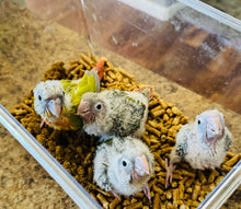 Load image into Gallery viewer, Pineapple Green Cheeked Conure Babies
