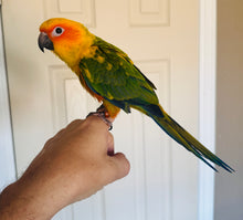 Load image into Gallery viewer, Sun Conure Babies
