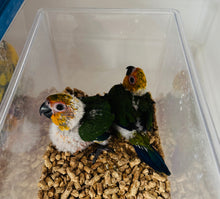 Load image into Gallery viewer, Jenday Conure Babies
