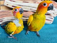 Load image into Gallery viewer, High Yellow Baby Sun Conures
