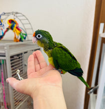 Load image into Gallery viewer, Half Moon Conure Babies
