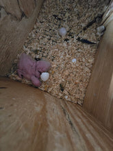 Load image into Gallery viewer, Jenday Conure Babies
