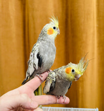 Load image into Gallery viewer, Cockatiel Babies
