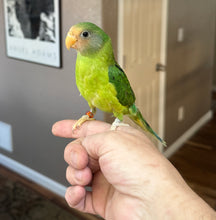 Load image into Gallery viewer, Plum Headed Parakeet Babies

