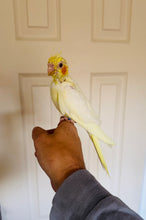 Load image into Gallery viewer, Cockatiel Babies

