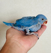 Load image into Gallery viewer, Indian Ringneck Parakeet Babies
