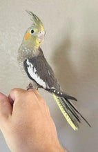 Load image into Gallery viewer, Cockatiel Babies

