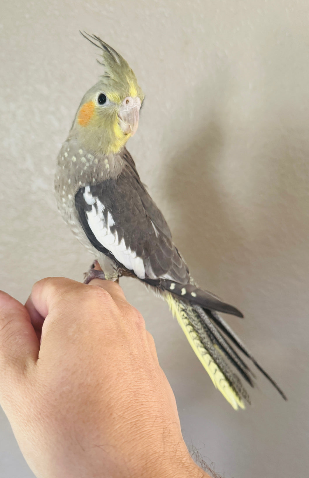Cockatiel Babies