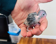 Load image into Gallery viewer, Parrotlet Babies

