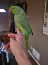 Load image into Gallery viewer, Male Indian Ringneck
