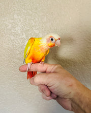 Load image into Gallery viewer, High Red Sun Cheek Conure Babies
